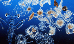 Планктон. Тысячи мельчайших животных и растений составляют основу пищевой сети, от которой зависит существование жизни в океане. Фотография: seapics.com