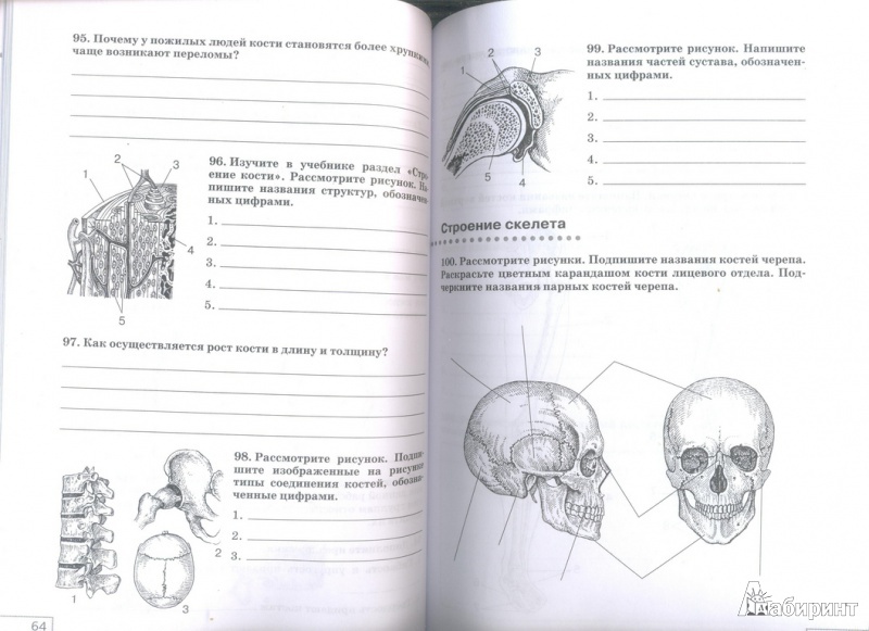 Биология 8 класс учебник сонин читать