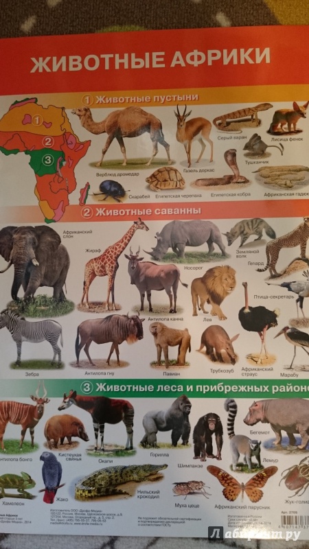 Животные Африки Фото С Названиями
