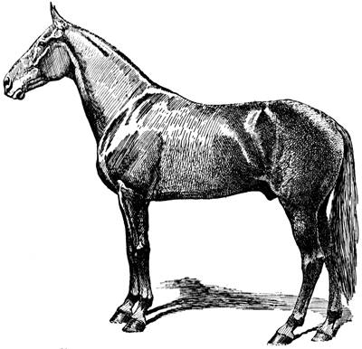 Кто из героев романа Александра Чудакова запрягал коня, сверяясь со схемой из записной книжки?