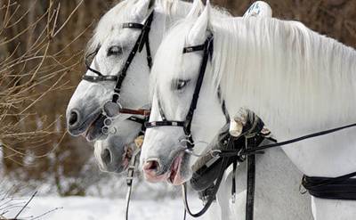 Три белых коня из известной песни - это три месяца. Назовите их.