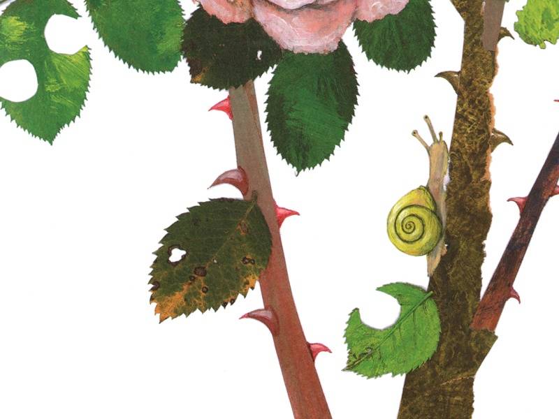 Иллюстрация 3 из 32 для Гнезда, норы и горшки. Как насекомые заботятся о потомстве - Анне Меллер | Лабиринт - книги. Источник: Папмамбук