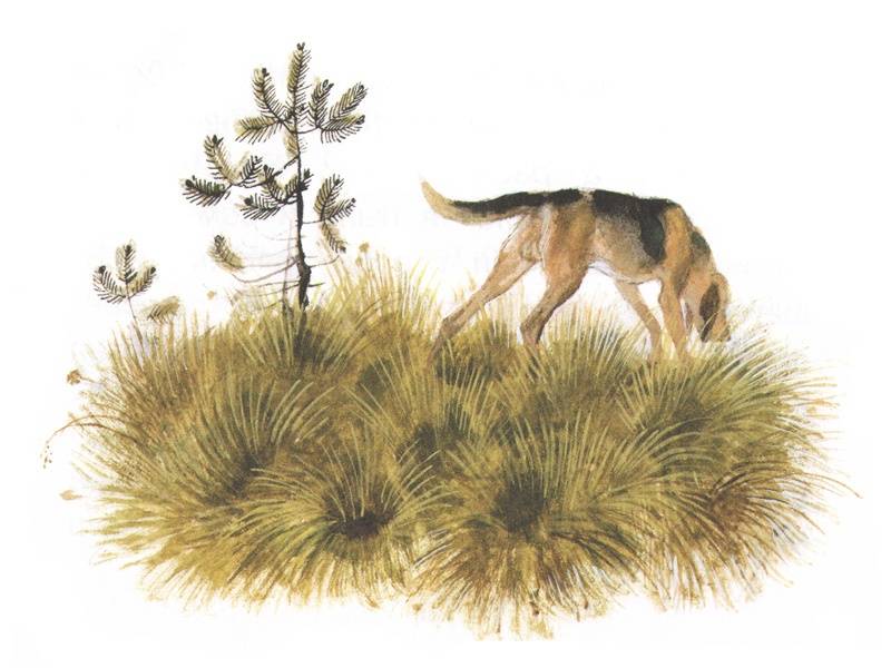 Иллюстрация 6 из 32 для Арктур - гончий пёс - Юрий Казаков | Лабиринт - книги. Источник: Папмамбук