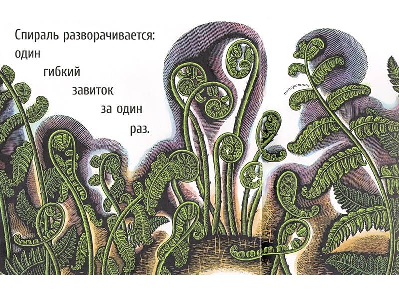 Иллюстрация 9 из 65 для Живые спирали - Джойс Сидман | Лабиринт - книги. Источник: Папмамбук