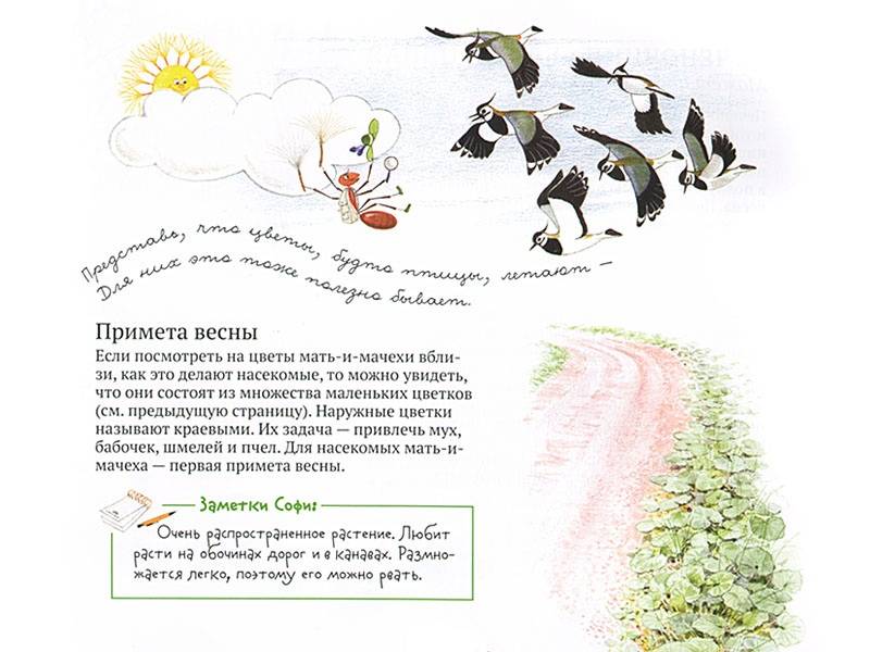 Иллюстрация 30 из 54 для Софи в мире цветов - Стефан Каста | Лабиринт - книги. Источник: Папмамбук