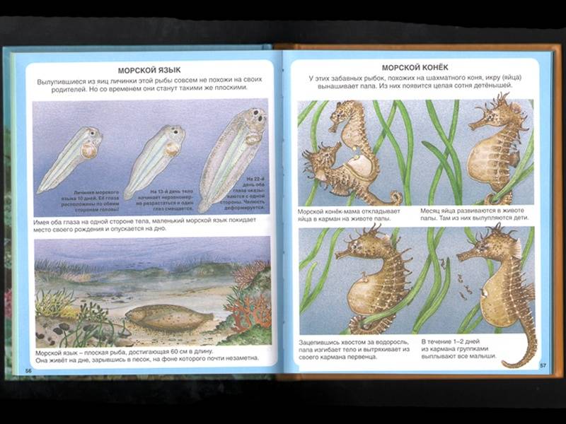 Иллюстрация 5 из 45 для Тайны моря | Лабиринт - книги. Источник: Папмамбук