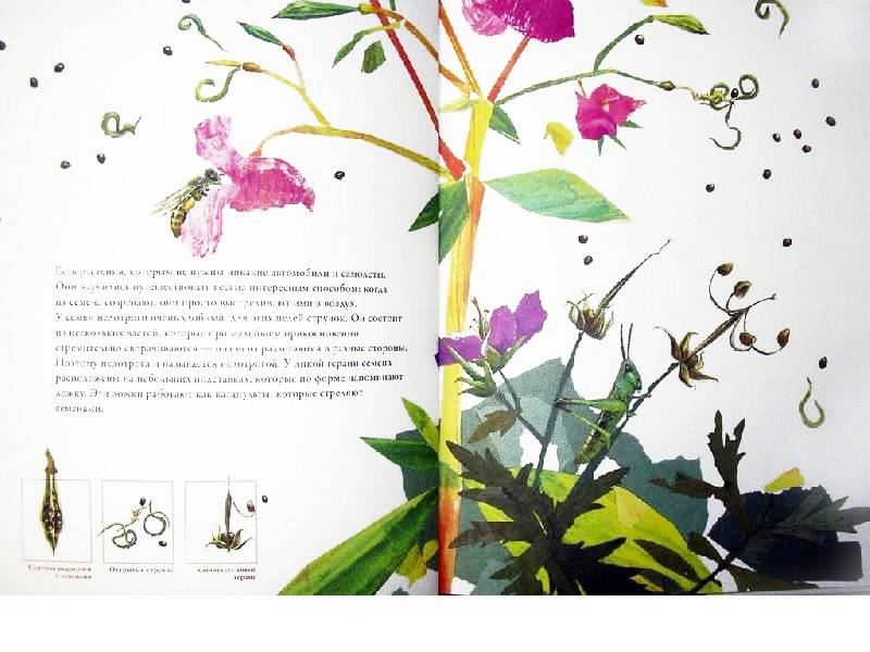 Иллюстрация 7 из 26 для По земле и по воздуху. Как путешествуют растения - Анне Меллер | Лабиринт - книги. Источник: Папмамбук