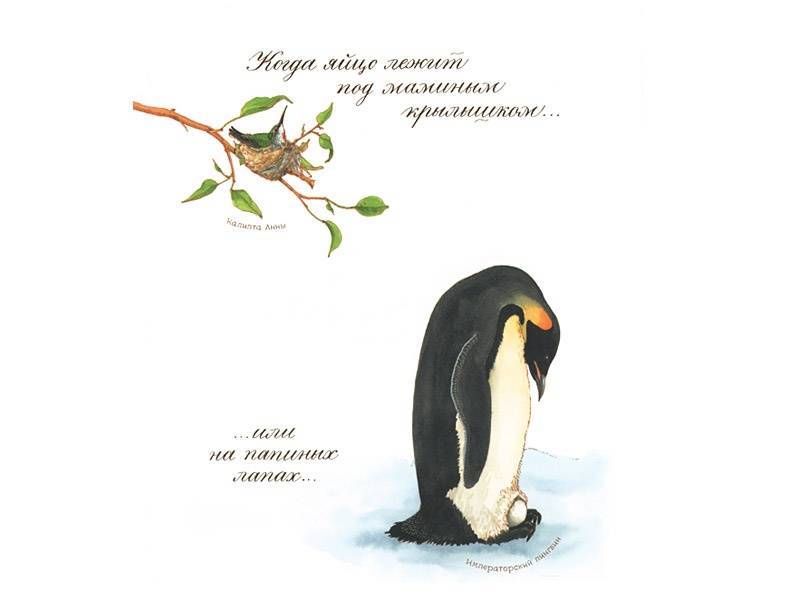 Иллюстрация 21 из 92 для Яйцо любит тишину - Дианна Астон | Лабиринт - книги. Источник: Папмамбук