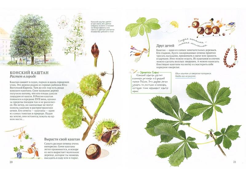 Иллюстрация 31 из 46 для Софи в мире деревьев - Стефан Каста | Лабиринт - книги. Источник: Папмамбук