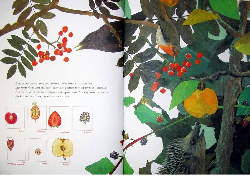 Иллюстрация 9 из 26 для По земле и по воздуху. Как путешествуют растения - Анне Меллер | Лабиринт - книги. Источник: Папмамбук