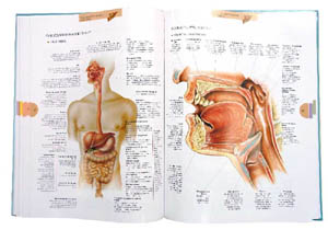 Атлас анатомии человека. Лабиринт
