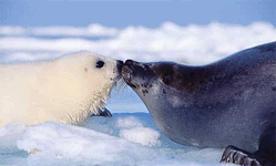 В полярных арктических водах обитают и размножаются на льду нерпы. Фотография: seapics.com