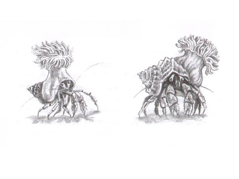 Иллюстрация 6 из 20 для Приключения маленькой трески - Улаф Кушерон | Лабиринт - книги. Источник: Папмамбук