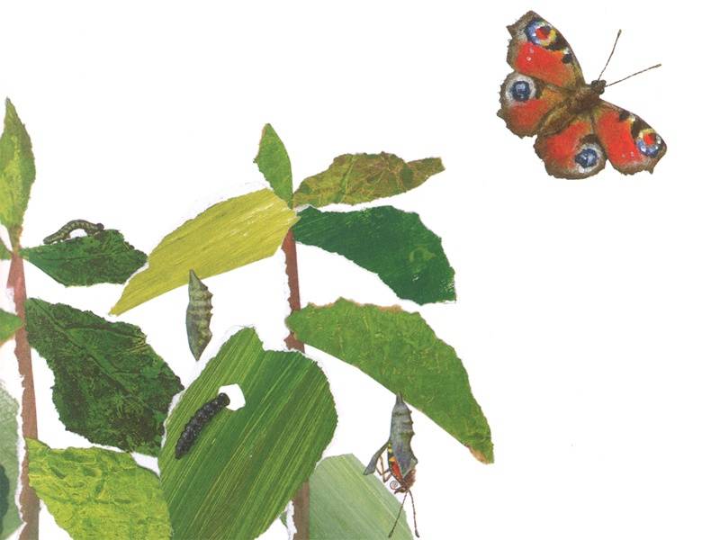 Иллюстрация 5 из 32 для Гнезда, норы и горшки. Как насекомые заботятся о потомстве - Анне Меллер | Лабиринт - книги. Источник: Папмамбук