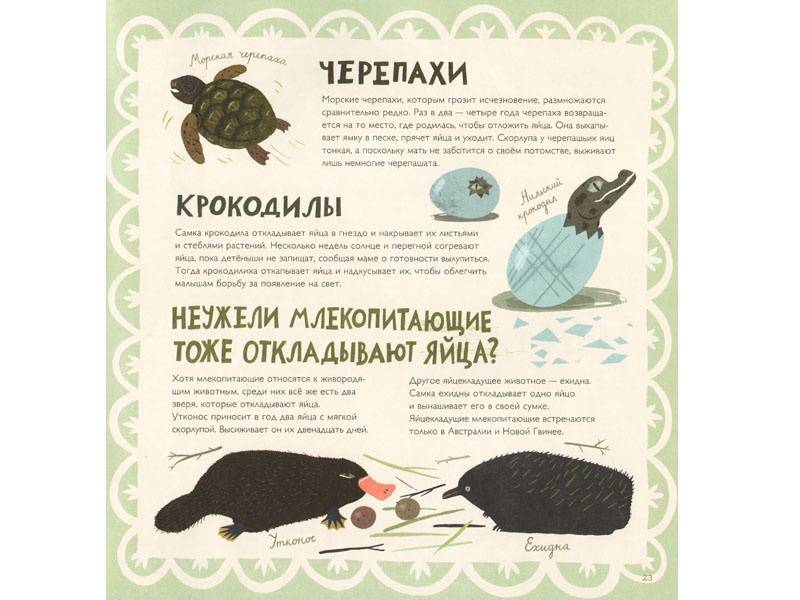 Иллюстрация 6 из 59 для Крутые факты о яйцах - Лена Шёберг | Лабиринт - книги. Источник: Папмамбук