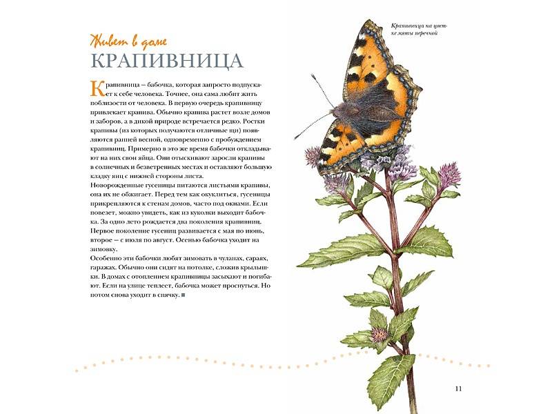 Иллюстрация 13 из 51 для Моя книга бабочек - Стефан Каста | Лабиринт - книги. Источник: Папмамбук