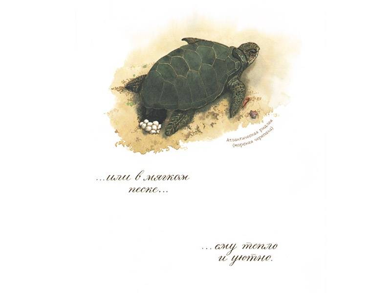 Иллюстрация 20 из 92 для Яйцо любит тишину - Дианна Астон | Лабиринт - книги. Источник: Папмамбук