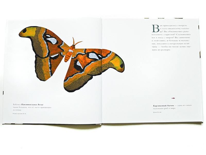 Иллюстрация 7 из 84 для Сравни! Животные в натуральную величину - Стив Дженкинс | Лабиринт - книги. Источник: Папмамбук