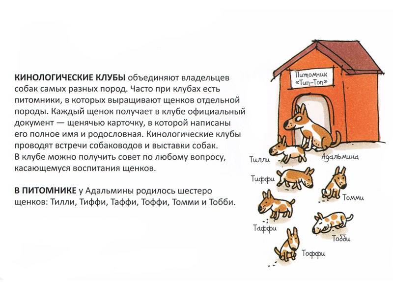 Иллюстрация 3 из 23 для Конюшня на Еловой горке. У Ани появился щенок - Реетта Ниемеля | Лабиринт - книги. Источник: Папмамбук