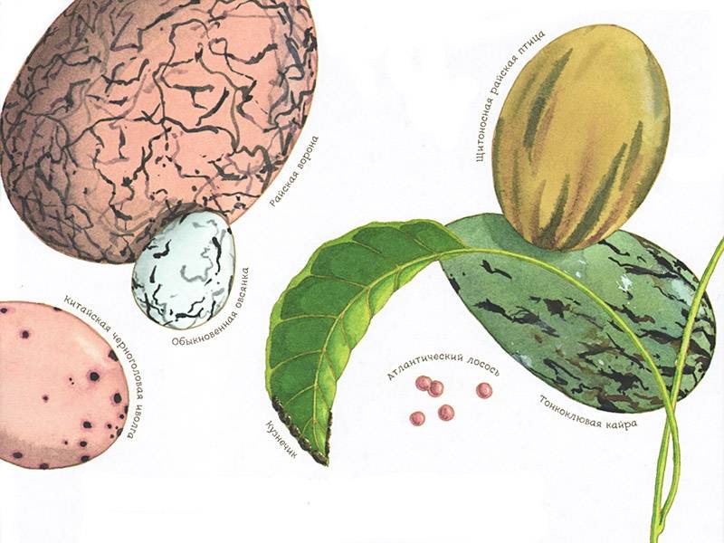 Иллюстрация 19 из 92 для Яйцо любит тишину - Дианна Астон | Лабиринт - книги. Источник: Папмамбук
