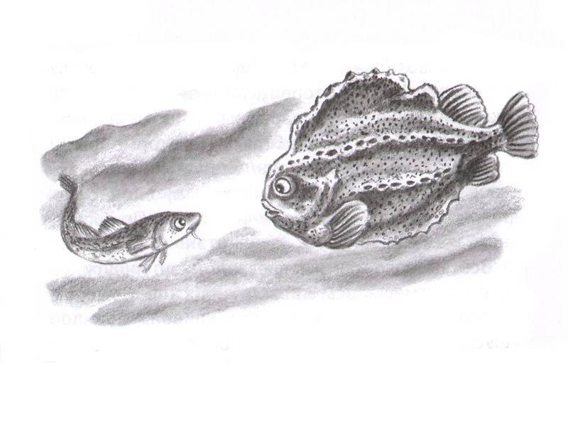 Иллюстрация 8 из 20 для Приключения маленькой трески - Улаф Кушерон | Лабиринт - книги. Источник: Папмамбук