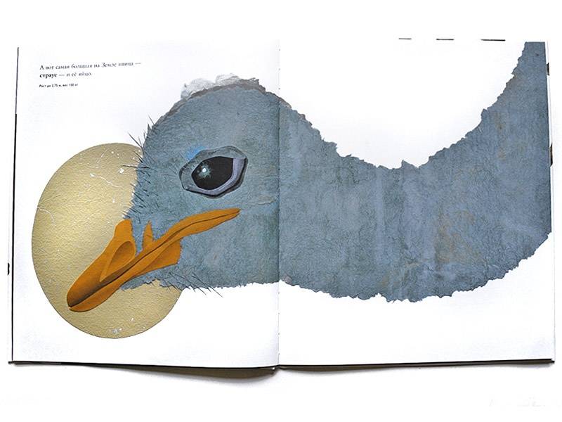 Иллюстрация 5 из 84 для Сравни! Животные в натуральную величину - Стив Дженкинс | Лабиринт - книги. Источник: Папмамбук