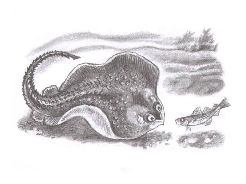 Иллюстрация 5 из 20 для Приключения маленькой трески - Улаф Кушерон | Лабиринт - книги. Источник: Папмамбук