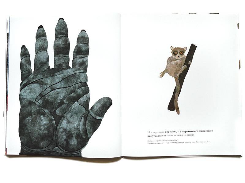Иллюстрация 4 из 84 для Сравни! Животные в натуральную величину - Стив Дженкинс | Лабиринт - книги. Источник: Папмамбук